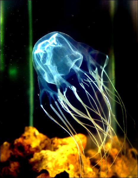 box jellyfish 10 Hewan Paling Berbahaya di Dunia