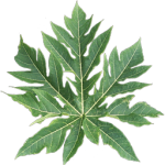 papaya_leaf1_v3_256